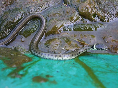 grass snake (Natrix natrix) Kenneth Noble